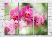 Картина Magic Color Branches of Pink orchids on a Green background (500223)
