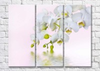 Картина Magic Color Branches of White orchid above water (500217)