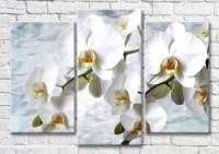 Картина Magic Color Branches of White orchid on a Blue water background (3565191)