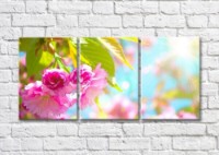 Картина Magic Color Cherry blossom branch and sunbeams (500213)