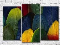 Картина Magic Color Multicolored bird feathers (3499125)