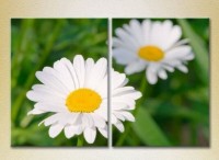 Картина Magic Color Diptych Chamomile (2613824)