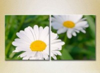 Картина Magic Color Diptych Chamomile (2613825)