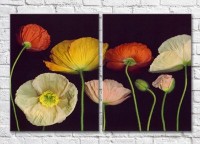 Картина Magic Color Diptych Multicolored poppies on a Black background (3428037)