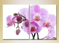 Картина Magic Color Diptych Orchids Lilac with buds (2613805)
