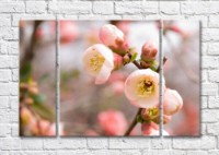 Pictură Magic Color Blossoming cherry blossom branch (500233)