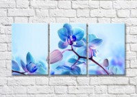 Картина Magic Color Blue orchid flowers and buds (500249)