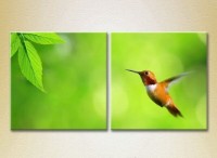 Картина ArtPoster Colibri (2603011)