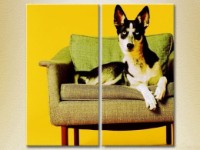 Pictură ArtPoster Dog on a chair 01 (2602974)