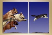 Pictură ArtPoster Dogs and cat (2603017)