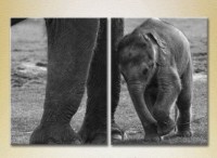 Картина ArtPoster Elephant cub (2603023)