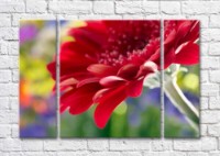 Pictură Magic Color Burgundy gerbera against a flower bed (500102)