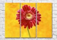 Картина Magic Color Burgundy gerbera on yellow background (500101) фото №1 — интернет-магазин Desire.md