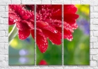 Pictură Magic Color Burgundy gerbera over water (500103)