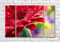Pictură Magic Color Burgundy gerbera petals with dew drops (500105)