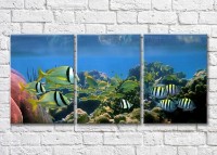 Pictură Magic Color Colorful fish swimming in the sea (3469262)