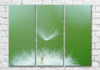 Pictură Magic Color Dandelion villus on green background (500241)