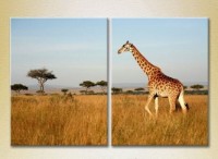 Картина ArtPoster Giraffe/Kenya/Africa (2603009)