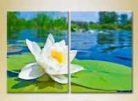 Картина Magic Color Diptych Water Lily (2613787)
