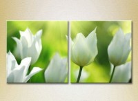 Картина Magic Color Diptych White tulips (2613753)