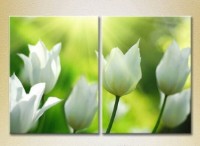 Картина Magic Color Diptych White tulips (2613754)