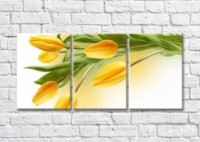 Картина Magic Color Elongated and pointed flowers of yellow tulips (500244)