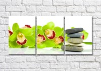Картина Magic Color Green orchid branch and flat stones on White background (500185)