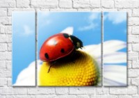 Картина Magic Color Ladybug on a camomile against the Blue sky (500098)