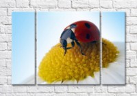 Картина Magic Color Ladybug on a camomile against the sky (500099)