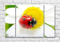 Картина Magic Color Ladybug on a chamomile flower (500100)