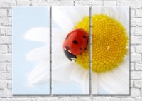 Картина Magic Color Ladybug on a Yellow chamomile heart (500095)