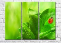 Картина Magic Color Ladybug on Green plant leaves (500096)