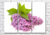 Картина Magic Color Lilac branch and Green leaves (500208)