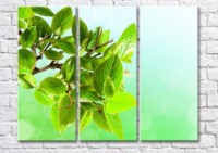 Картина Magic Color Mandarin branch on a Light/Green background (500187)