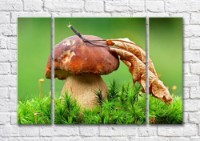 Pictură Magic Color Mushroom and withered leaf on green plant background (500250)