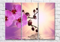 Картина Magic Color Orchid branch above water in sunlight (500189)