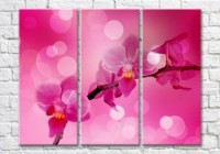 Картина Magic Color Orchid branch on a Pink background with White circles (500188)