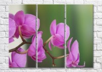 Pictură Magic Color Orchid sprig on green background (500231)