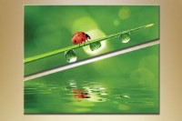 Картина ArtPoster Ladybug (2603019)