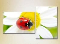 Картина ArtPoster Ladybug on chamomile (2603013)
