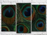 Картина Magic Color Peacock feathers, texture (3499118)
