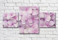 Картина Magic Color Pink hydrangea flowers (3565232)