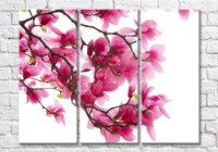 Картина Magic Color Pink magnolia branch on White background (500192)