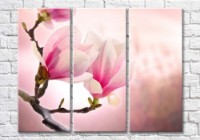 Картина Magic Color Pink magnolia branch with large flowers (500194)
