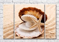 Картина Magic Color Shell with pearl and starfish on the sand (3469230) фото №1 — интернет-магазин Desire.md