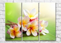 Pictură Magic Color Sprig of plumeria on a green background (500232)