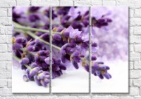 Pictură Magic Color Sprigs of lavender on a white background (500236)