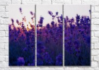 Pictură Magic Color Sunrise on the lavender field (500242)