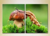 Pictură ArtPoster Mushroom in Green grass 02 (2602773)