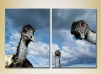 Pictură ArtPoster Ostriches 01 (2602978)